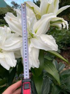 IMG_9560.jpeg