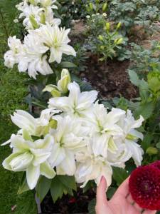 IMG_9561.jpeg