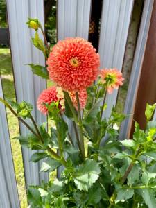 IMG_9592.jpeg