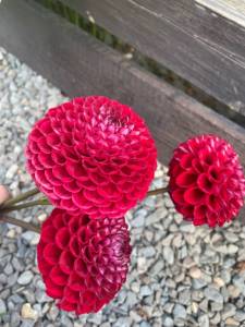 IMG_9673.jpeg