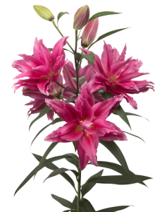 Roselily_Elena_1-medium_360.png