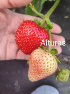 alturas.thumb.jpg.c9276fa3bae9fad5b9b76a2558c2b951.jpg