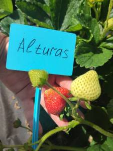 alturas1.thumb.jpg.20372040bd1e0b1af8beb21b308eb490.jpg