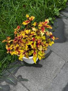 image-05-08-25-12-16-5.jpeg