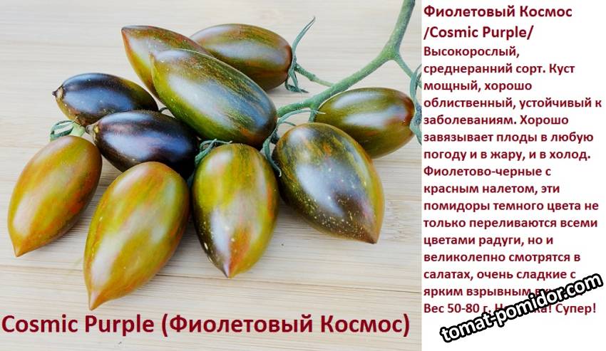 Томаты 2025