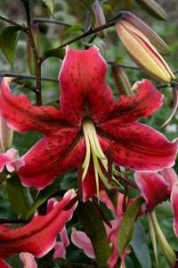 lilium-miss-feya-1593.jpg