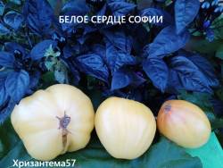 Белое сердце Софии 1.jpg