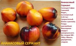 Ананасовый сержант.jpg
