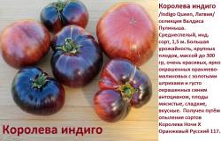 Королева индиго.jpg
