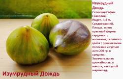 Изумрудный дождь.jpg
