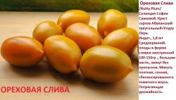 ореховая слива.jpg
