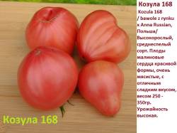 Козула 168.jpg