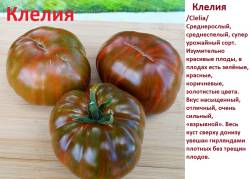 Клелия.jpg