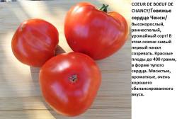 Говяжье сердце Ченси.jpg