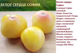 Белое сердце Софии.jpg