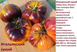 Итальянский синий.jpg
