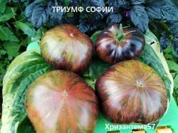 Триумф Софии ( 4).jpg