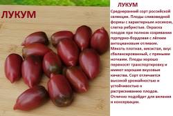 Лукум.jpg