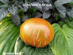 Богатырь Илюша.jpg