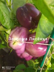 C_IMG_20250801_160931.jpg