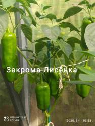 C_IMG_20250801_163458.jpg