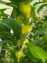C_IMG_20250801_163557.jpg