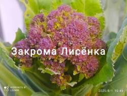 C_IMG_20250801_163728.jpg