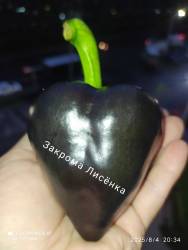 C_IMG_20250804_203827.jpg