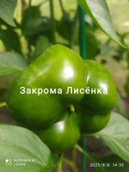 C_IMG_20250809_183229.jpg