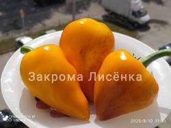 C_IMG_20250810_122043.jpg