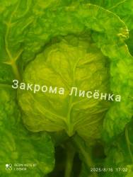 C_IMG_20250816_172330.jpg