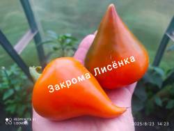 C_IMG_20250823_153135.jpg