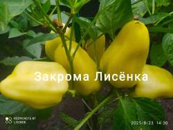 C_IMG_20250823_181704.jpg