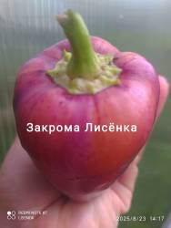 C_IMG_20250823_182157.jpg