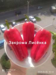 C_IMG_20250826_115326.jpg