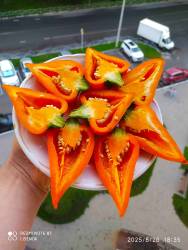 C_IMG_20250826_185547.jpg