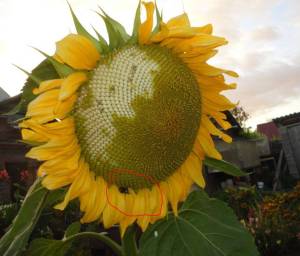 1.thumb.JPG.dd07c72ea2a79ccfa52fad30b5eea4c7.JPG