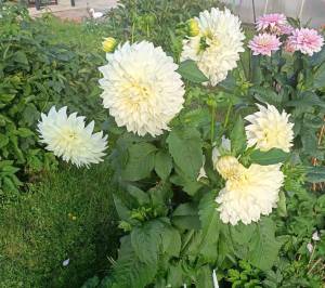 IMG20250907162735~2.jpg