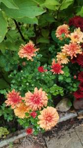 1709952974_BranbeachOrange.thumb.jpg.1682eac700461807b9bed89585296fd5.jpg