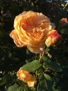 1994583565_IMG_29001.thumb.jpg.3f0a8080560e9d68be1e90fa4b6e0b4c.jpg