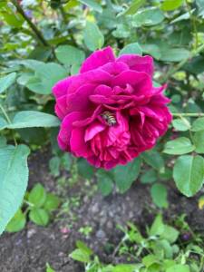 1C2BEE73-D588-4D61-904B-3FDB87833E92.jpeg