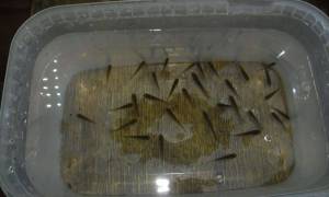 2.thumb.JPG.6e45b89db79bbcaa9e454512702e40b2.JPG