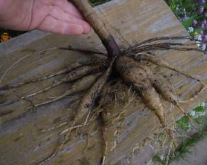 2.thumb.JPG.8601e3314bb35de61509f0f8c7426d37.JPG