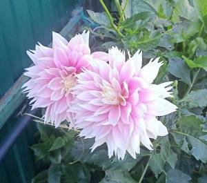 IMG20250907162745~2.jpg