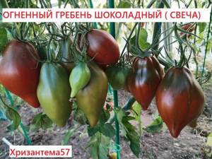 Огненный гребень шоколадный (свеча)2.jpg