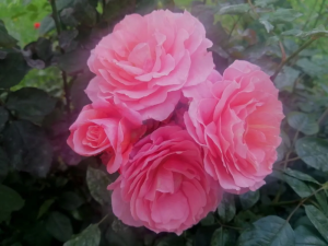 22e0a5fa-a3cb-472b-b696-f039d404ea05.png