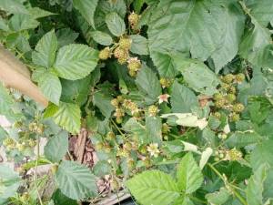 246235597_IMG_20250730_181755(1).thumb.jpg.ba750ab5e4f43a856ec3dcfb4253ff1e.jpg