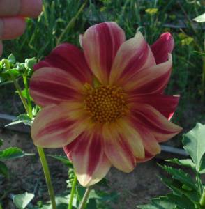 30.thumb.JPG.aa530513ad04f93fda5125b441d72ad1.JPG