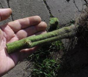 6.thumb.JPG.f6454ee67f375535854462e25a166c46.JPG