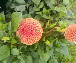 IMG20250907161448~2.jpg